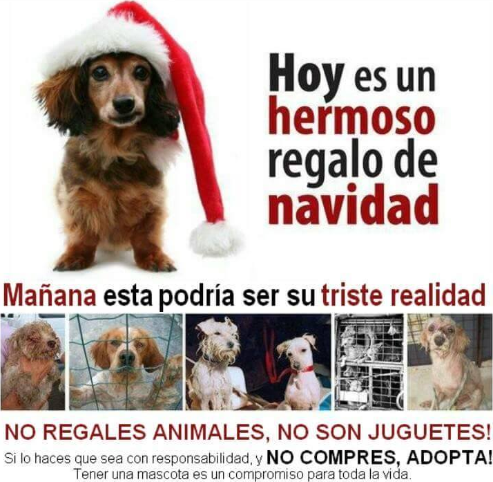 Navidad Regalo mascota.png