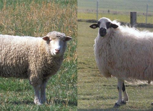 churras y merinas.jpg